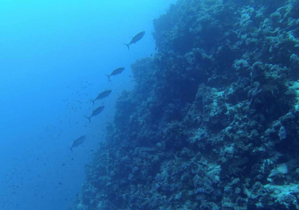 白宫回应霉霉AI不雅照被疯传 其本人将起诉相关网站